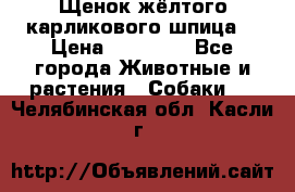 Щенок жёлтого карликового шпица  › Цена ­ 50 000 - Все города Животные и растения » Собаки   . Челябинская обл.,Касли г.